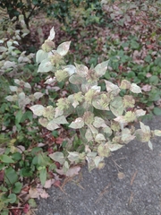 Pycnanthemum muticum