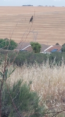 Nectarinia famosa famosa
