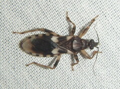 Varus flavoannulatus