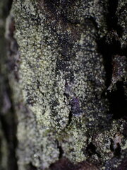 Hypocenomyce scalaris