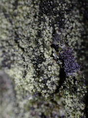 Hypocenomyce scalaris