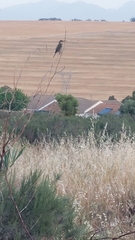 Nectarinia famosa famosa