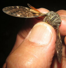 Platypleura techowi