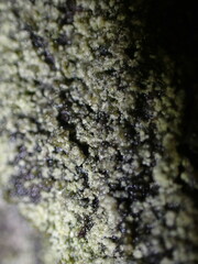 Hypocenomyce scalaris