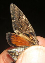 Platypleura techowi