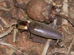 Pyrearinus