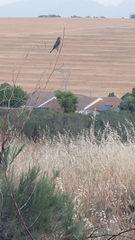 Nectarinia famosa famosa