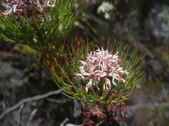 Serruria ascendens