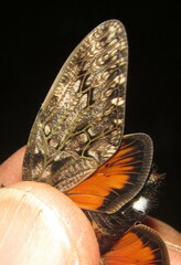Platypleura techowi