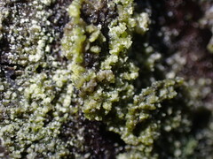 Hypocenomyce scalaris