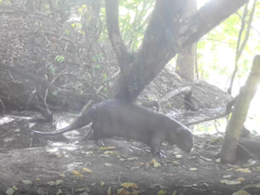 Lutrogale perspicillata perspicillata