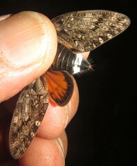 Platypleura techowi
