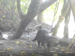 Lutrogale perspicillata perspicillata