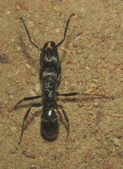 Paltothyreus tarsatus