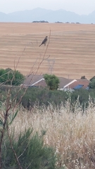 Nectarinia famosa famosa