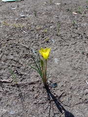 Zephyranthes filifolia