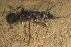 Paltothyreus tarsatus