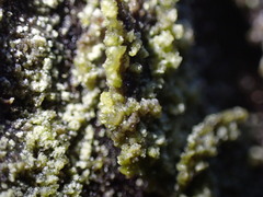 Hypocenomyce scalaris