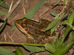 Leptodactylus