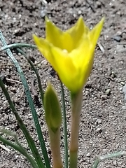 Zephyranthes filifolia