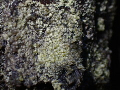 Hypocenomyce scalaris