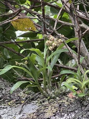 Polystachya sandersonii