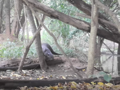 Lutrogale perspicillata perspicillata