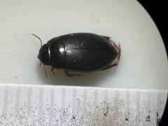 Agabinae