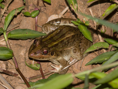 Leptodactylus