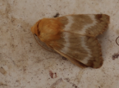 Schinia miniana