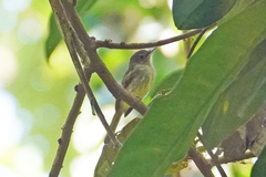 Rhynchocyclus olivaceus