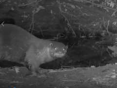 Lutrogale perspicillata perspicillata