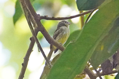 Rhynchocyclus olivaceus