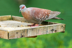 Columba guinea phaeonota