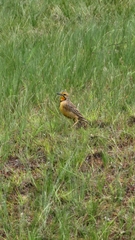 Macronyx capensis colletti