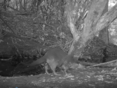 Lutrogale perspicillata perspicillata