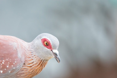 Columba guinea phaeonota