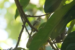 Rhynchocyclus olivaceus