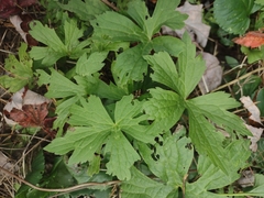 Anemonastrum canadense