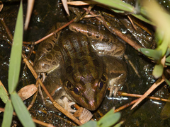 Leptodactylus