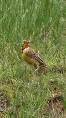 Macronyx capensis colletti