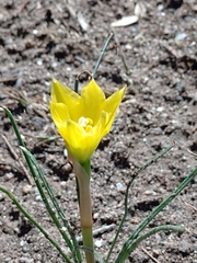 Zephyranthes filifolia