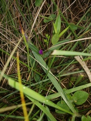 Polygala amatymbica