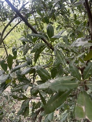 Vitellariopsis marginata