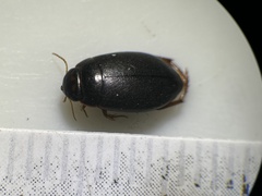 Agabinae