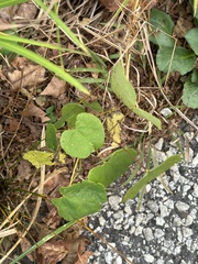 Ipomoea pandurata