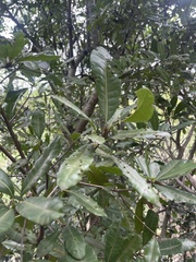 Vitellariopsis marginata