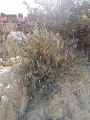 Lupinus altimontanus