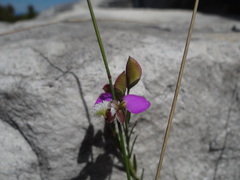 Polygala bracteolata