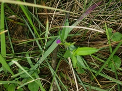 Polygala amatymbica